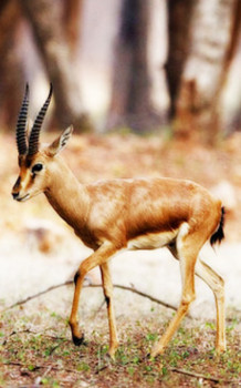 BHADRADRI KOTHAGUDEM